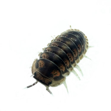 Cubaris Sp. Happy Nun